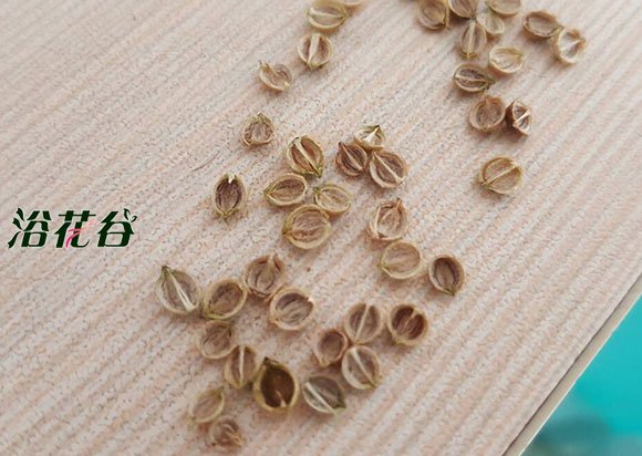 香菜种子