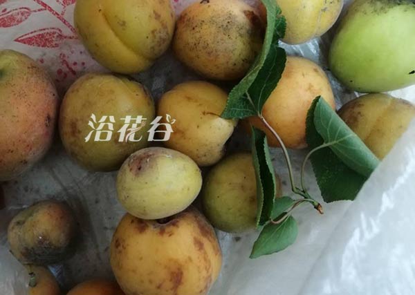 生杏