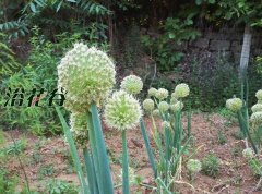 隔年的葱种子还能用吗(附香菜、韭菜、辣椒、芹