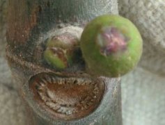 无花果叶芽果芽区分（果圆叶尖）