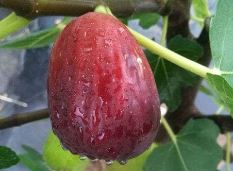 无花果品种介绍