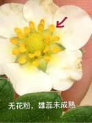 草莓授粉成功后变化图片