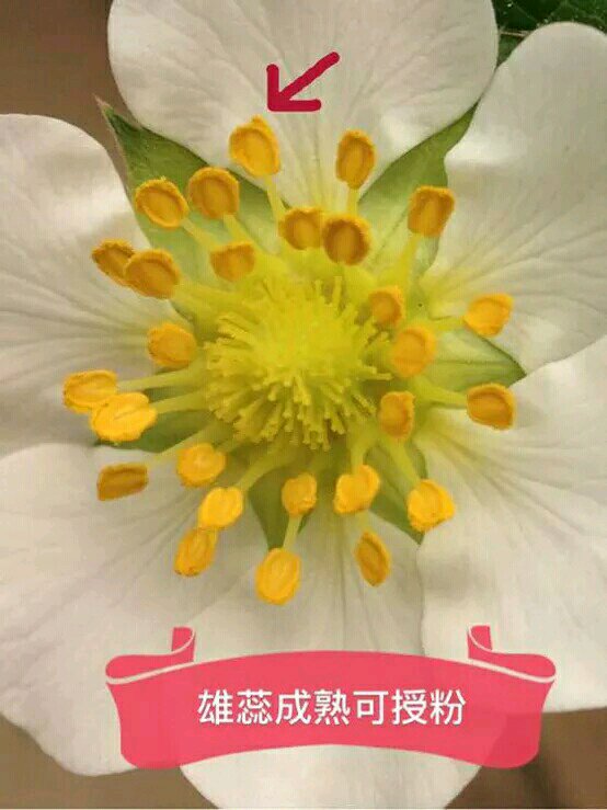 草莓授粉