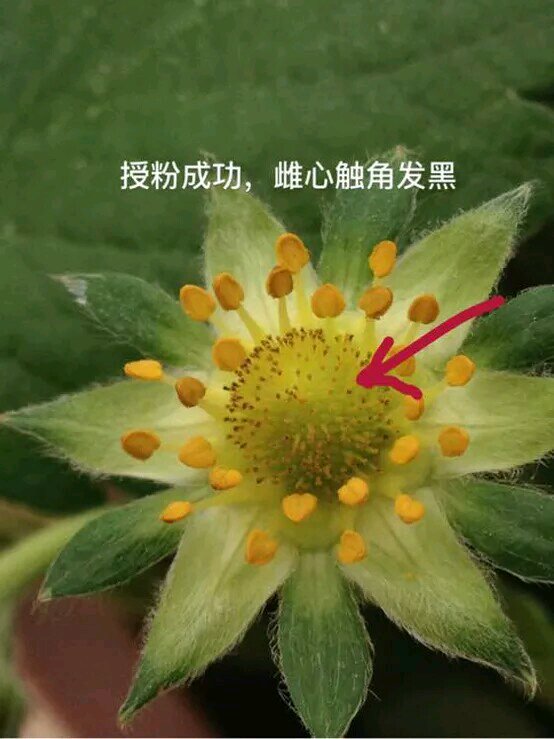 草莓授粉