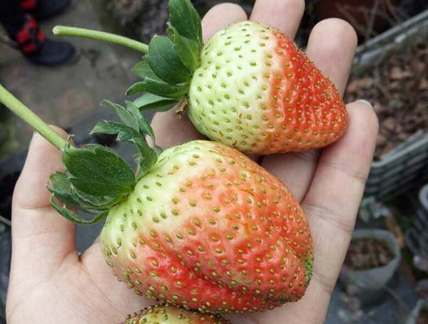 草莓
