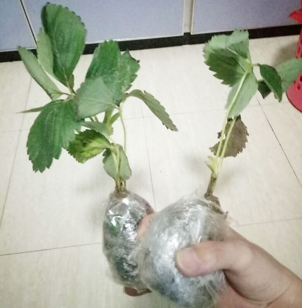 草莓苗