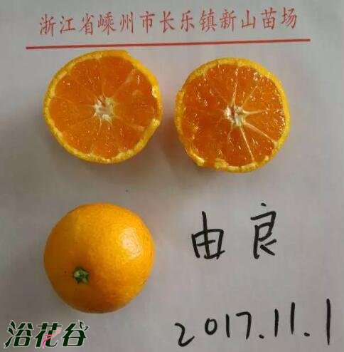 蜜桔和桔子的区别图片