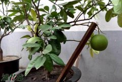 柚子树能在北方种植吗
