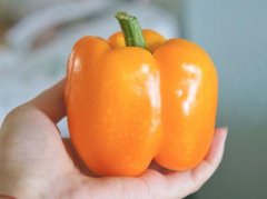 盆栽甜椒的种植方法
