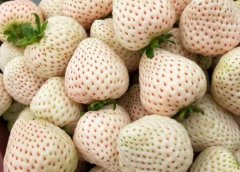 雪兔草莓品种介绍（图）
