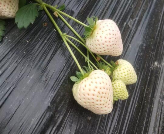 雪兔草莓品种介绍