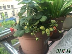家庭阳台草莓种植方法（养护篇）