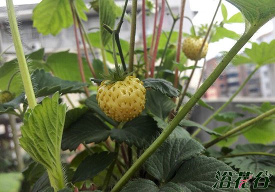 家庭阳台草莓种植方法（养护篇）