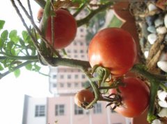 什么时候种蔬菜|具体蔬菜具体对待
