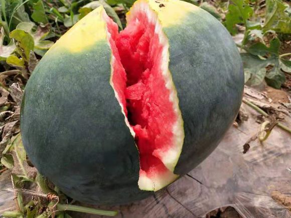 西瓜为什么不能留种