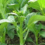 5月份种植什么蔬菜