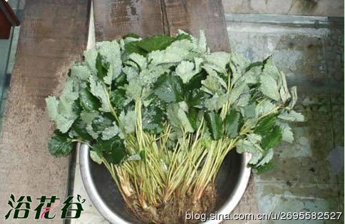 草莓如何缓苗