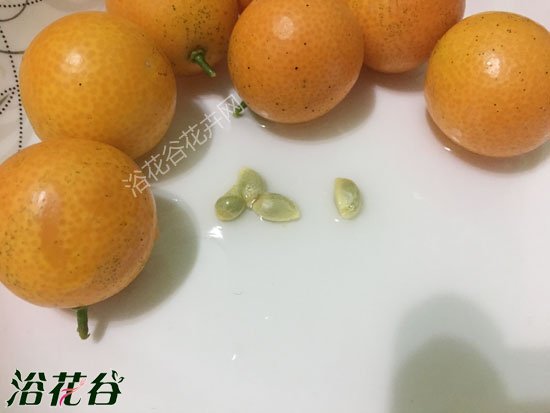 金桔种子盆栽能结果吗
