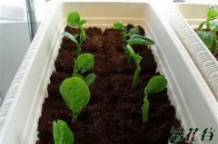 木耳菜种植方法扦插