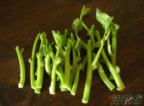 木耳菜种植方法扦插