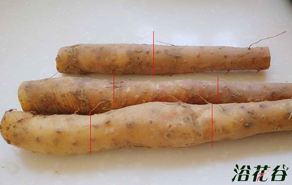 怎样盆栽山药(图)
