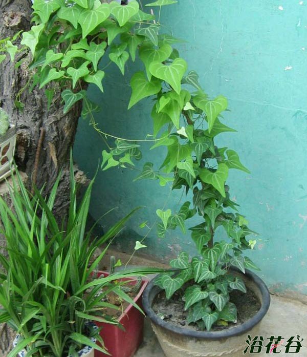 怎样盆栽山药(图)