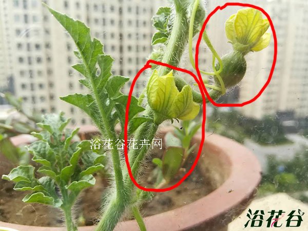 西瓜花是两性花吗