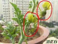 一张图看懂西瓜花是两性花吗