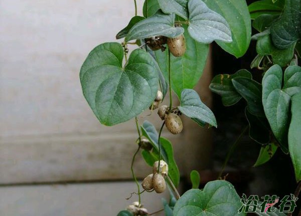 怎样盆栽山药(图)