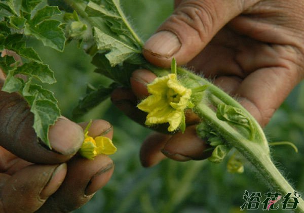 西瓜花是两性花吗