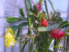 盆栽火龙果几年结果|两种情况