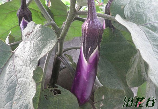 阳台茄子的种植方法