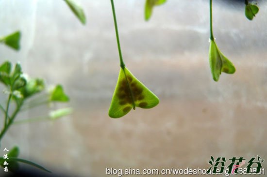 家庭荠菜的种植方法