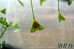 家庭荠菜的种植方法