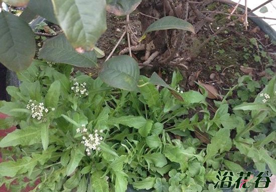 家庭荠菜的种植方法