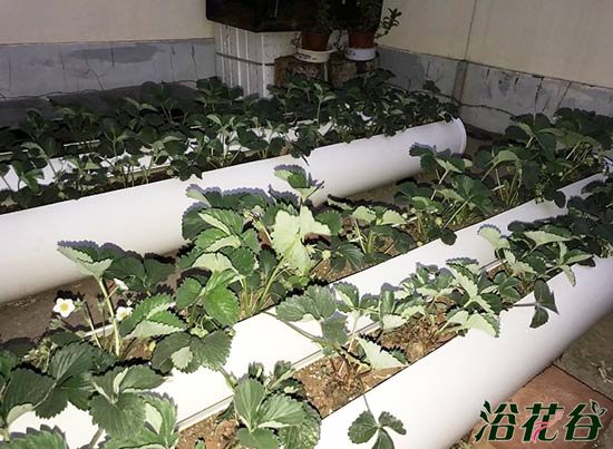 盆栽草莓需要肥吗附施肥方法