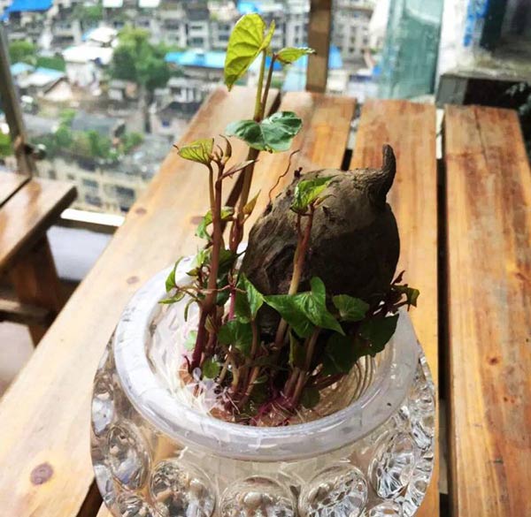 水培紫薯盆栽