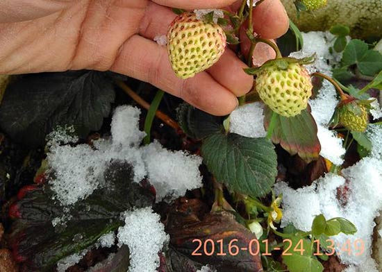 盆栽草莓怎么过冬