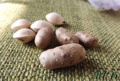 山药豆盆栽种植方法