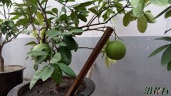 盆栽柚子树能结果吗