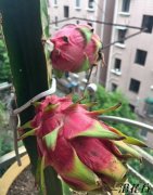 阳台可以种火龙果吗|附结果图