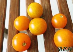 什么品种的小番茄好吃（图文）