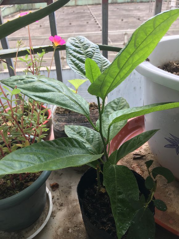 百香果苗