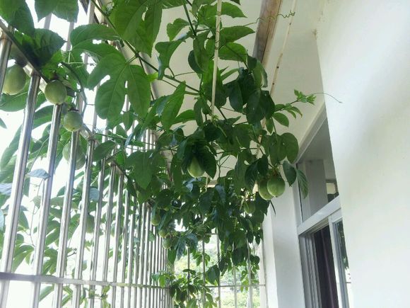 阳台种百香果