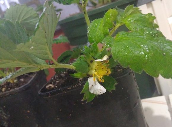 草莓苗