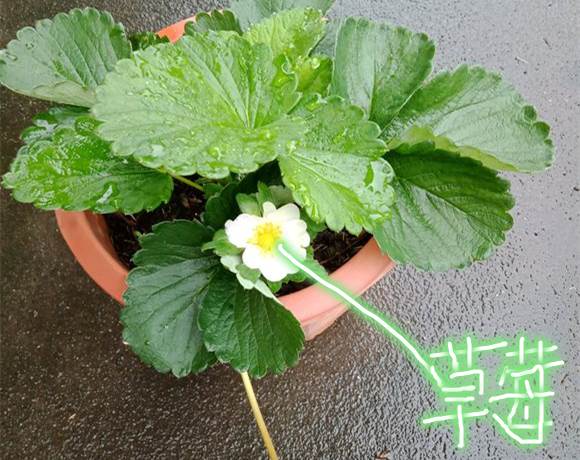 草莓开花