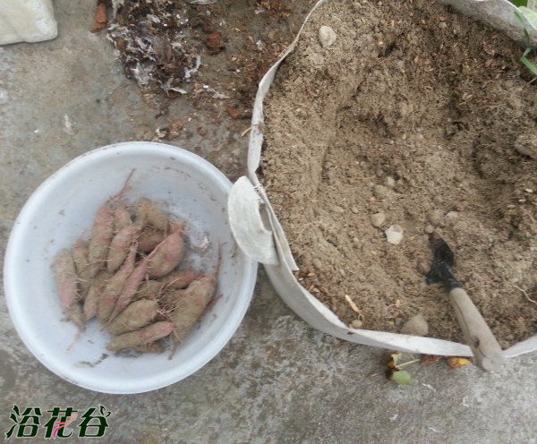 阳台也可以盆栽紫薯