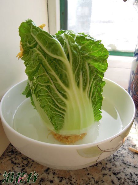 如何种植白菜花(图)