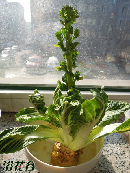 如何种植白菜花(图)