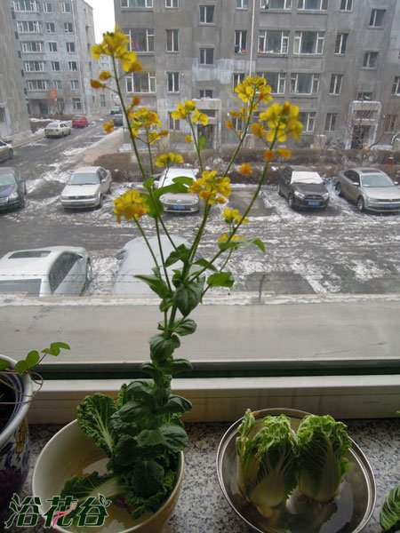 如何种植白菜花(图)